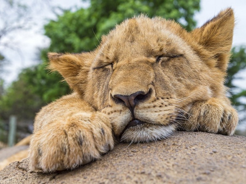 Дневной сон льва